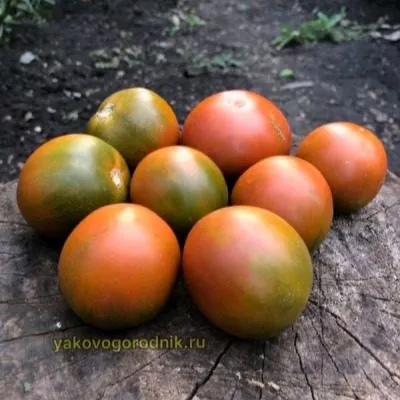 zlaya-maslina-9-167058