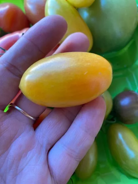 zolotaya-rossyp-4-162717