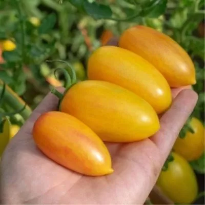 zolotaya-rossyp-5-162717