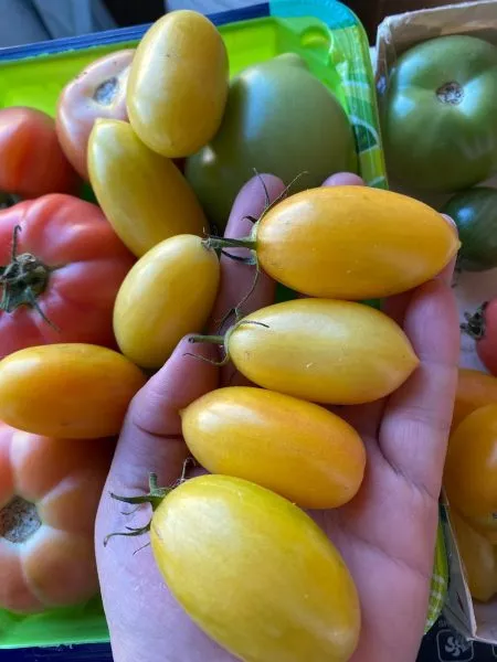 zolotaya-rossyp-main-162717