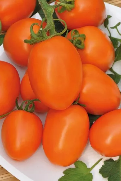 zolotoy-agat-1-139070