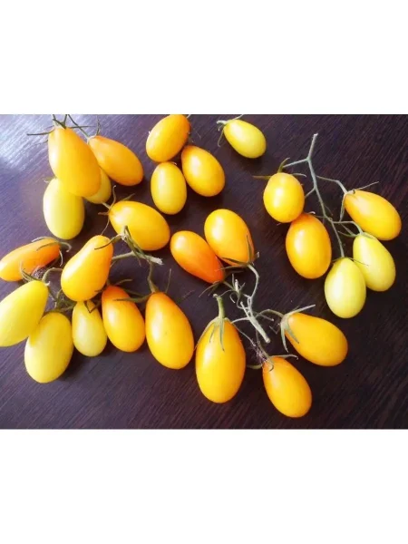 zolotoy-agat-1-139070