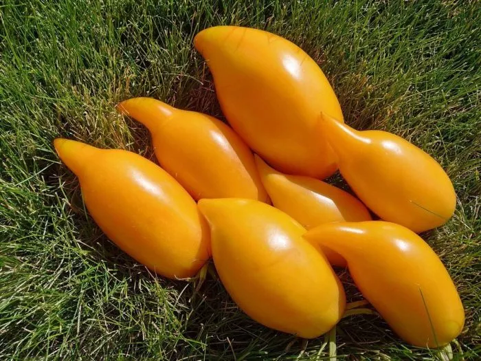 zolotoy-buratino-2-139386