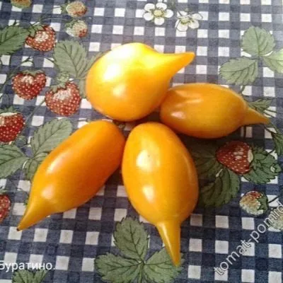 zolotoy-buratino-5-139386