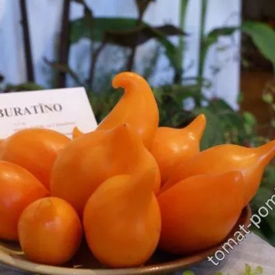 zolotoy-buratino-6-139386