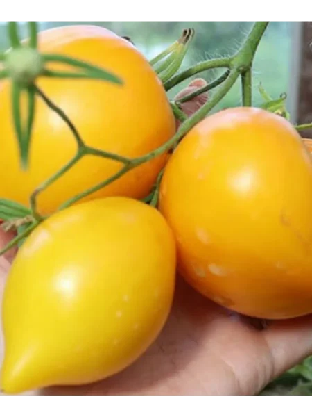 zolotoy-grebeshok-2-141090