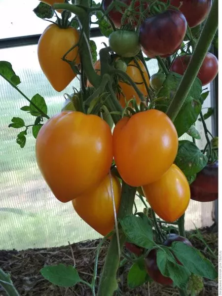 zolotoy-grebeshok-3-141090