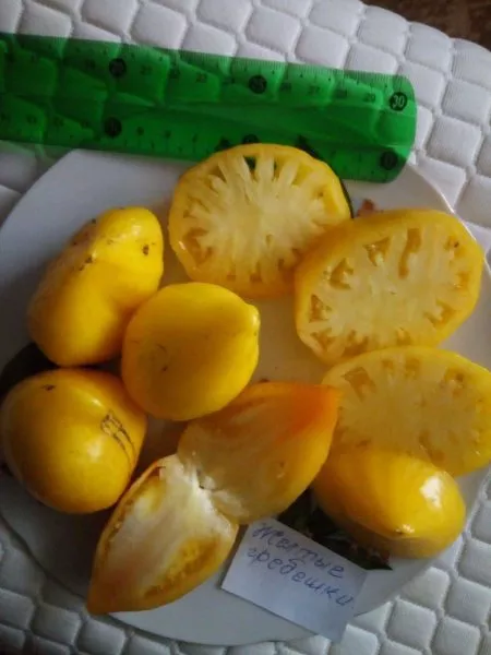 zolotoy-grebeshok-4-141090