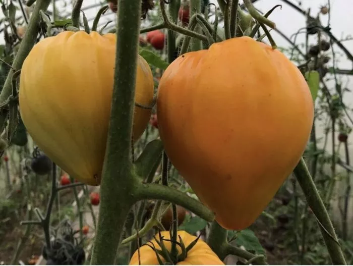 zolotoy-grebeshok-5-141090