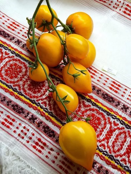 zolotoy-grebeshok-6-141090