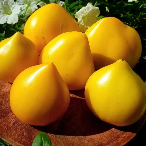 zolotoy-grebeshok-main-141090