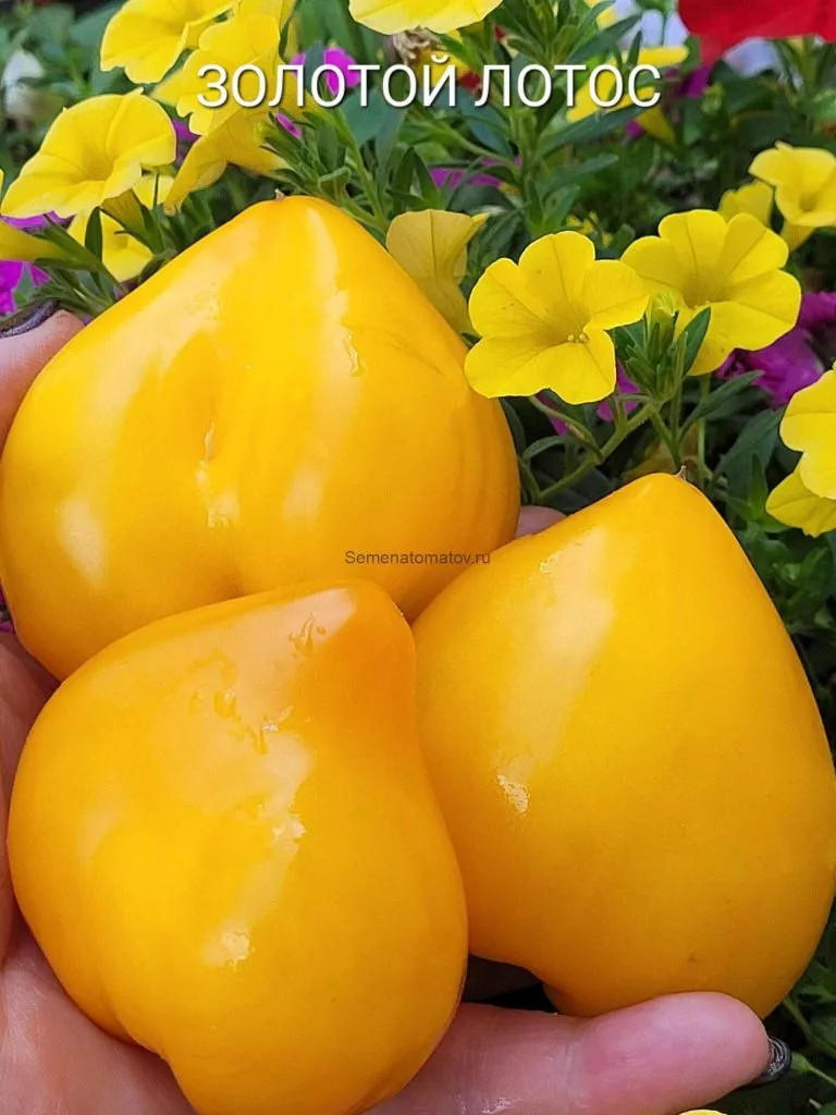 zolotoy-lotos-1-131833