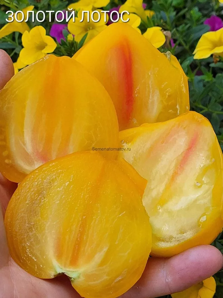 zolotoy-lotos-2-131833