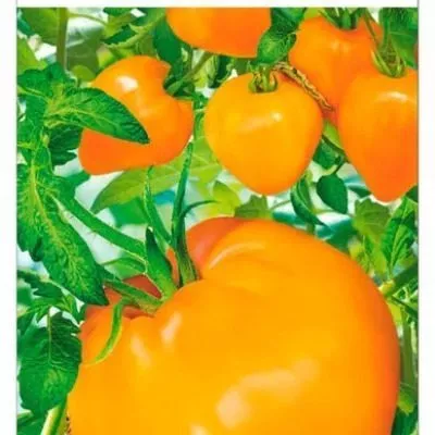 zolotoy-lotos-3-131833