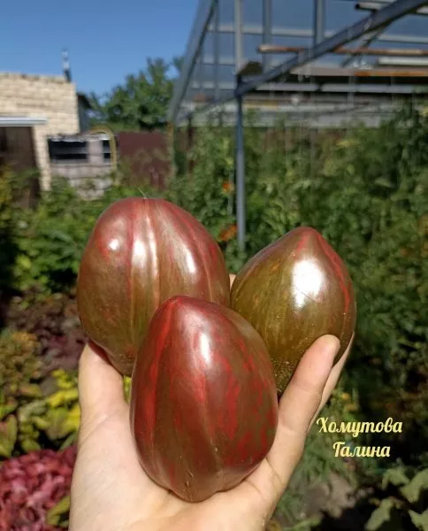 zolotoy-mech-6-163971