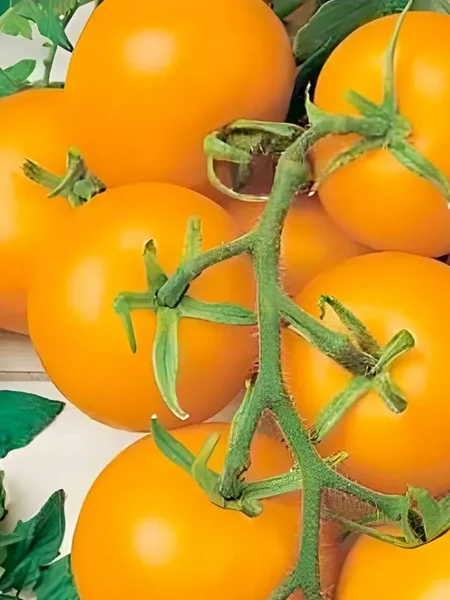 zolotoy-samorodok-3-154702