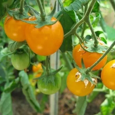 zolotoy-samorodok-5-154702