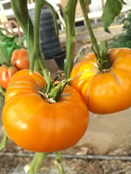 zolotoy-tyoti-gerti-2-143554