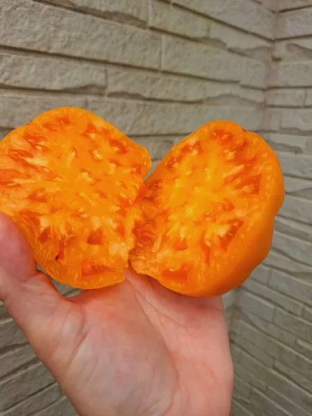 zolotoy-tyoti-gerti-3-143554