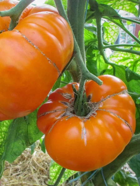 zolotoy-tyoti-gerti-4-143554