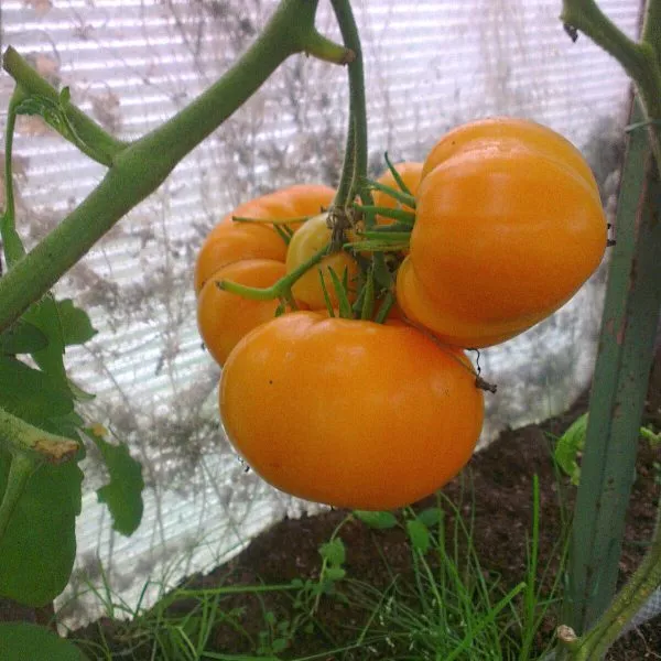 zolotoy-tyoti-gerti-6-143554