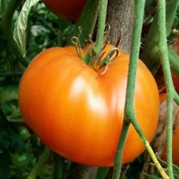 zolotoy-tyoti-gerti-7-143554