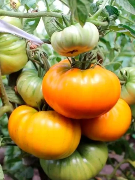 zolotoy-vek-1-162961