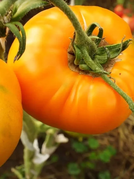 zolotoy-vek-4-162961