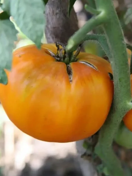 zolotoy-vek-5-162961