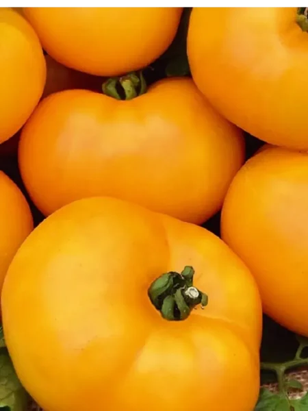 zolotoy-vek-6-162961