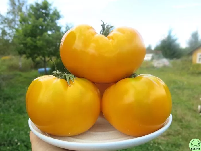 zolotoy-vek-main-162961