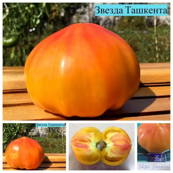 zvezda-tashkenta-2-168323