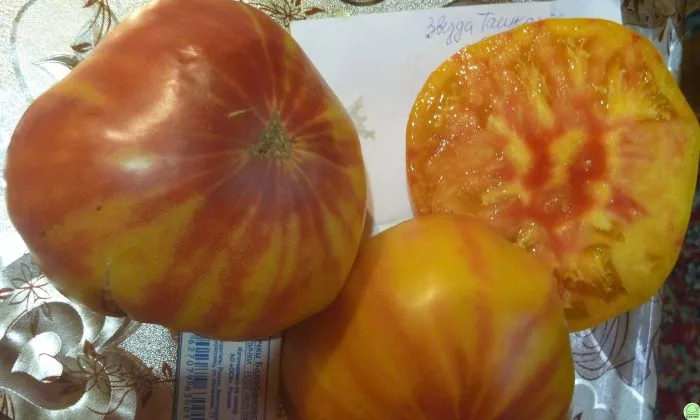 zvezda-tashkenta-5-168323