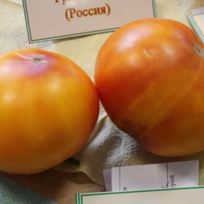 zvezda-tashkenta-6-168323