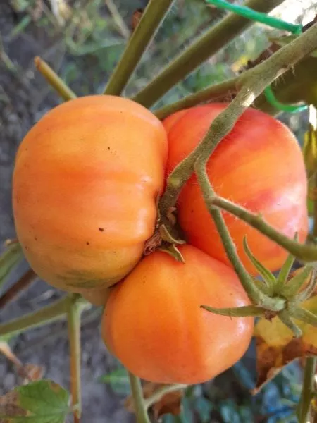 zvezda-tashkenta-main-168323