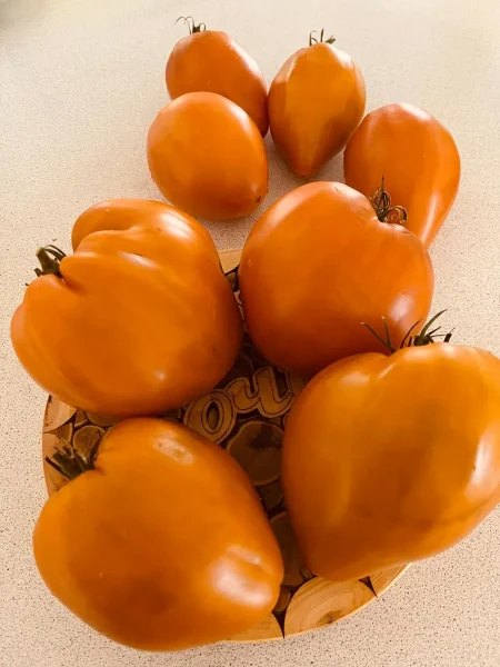 abrikos-villy-karibu-1-172003