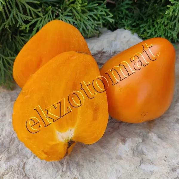 abrikos-villy-karibu-2-172003