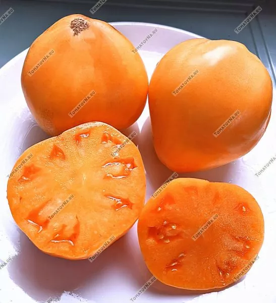 abrikos-villy-karibu-6-172003