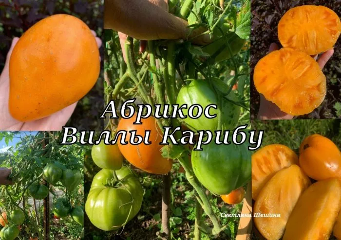 abrikos-villy-karibu-8-172003