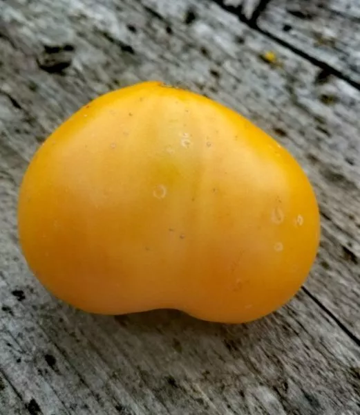 abrikos-villy-karibu-9-172003