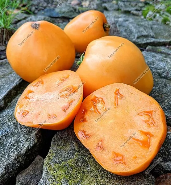 abrikos-villy-karibu-main-172003