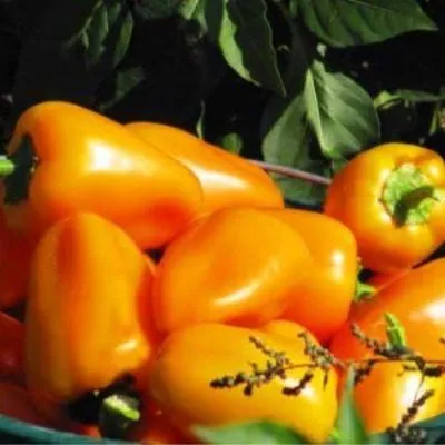 abrikosovaya-favoritka-10-182484