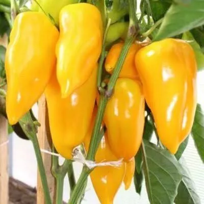 abrikosovaya-favoritka-11-182484