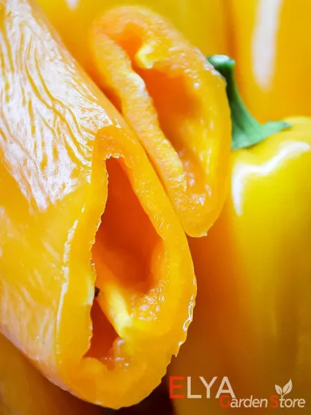 abrikosovaya-favoritka-5-182484