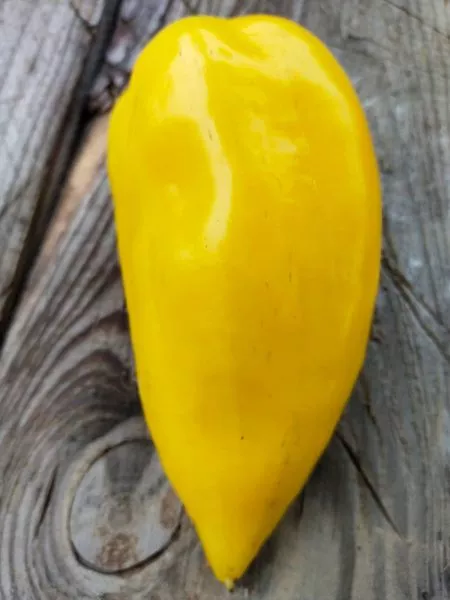 abrikosovaya-favoritka-6-182484