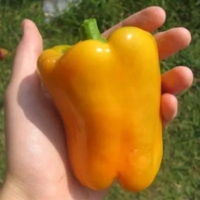 abrikosovaya-favoritka-9-182484