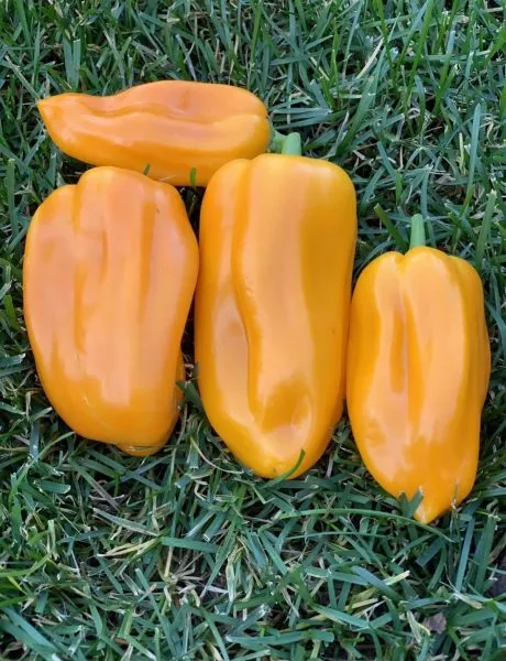 abrikosovaya-favoritka-main-182484