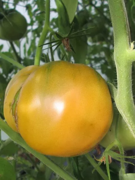 abrikosovyy-brendivayn-1-172195