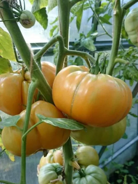 abrikosovyy-brendivayn-2-172195