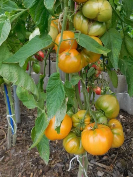 abrikosovyy-brendivayn-3-172195